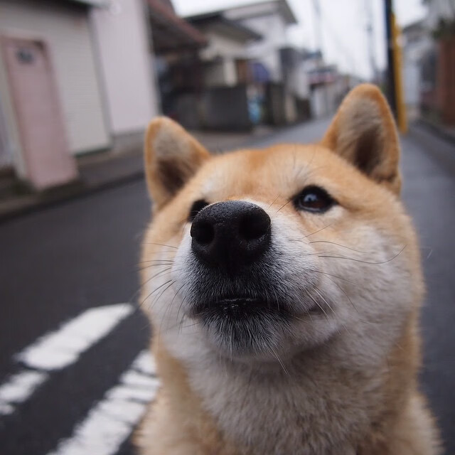 _技术分析：比赛中经典战术的运用_，竞赛战术的含义