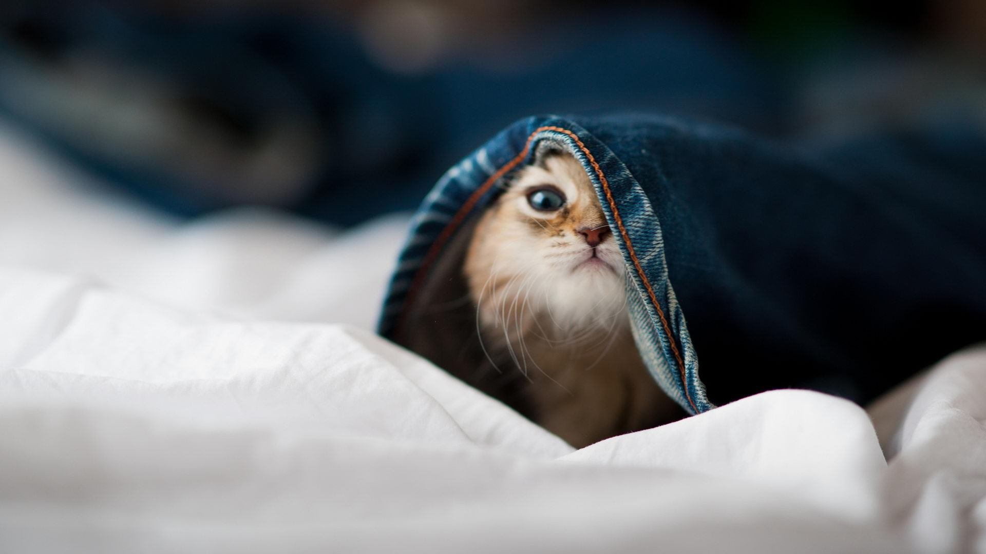 “青训基地引入高端仿真训练系统,提升实战能力”,青训基地是什么