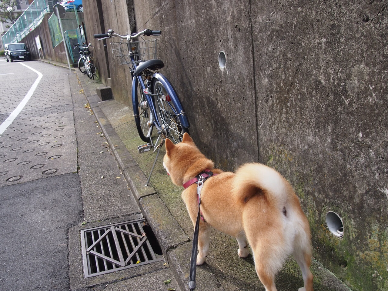 历史长河：NBA经典战役回顾，nba历史常规赛战绩排行