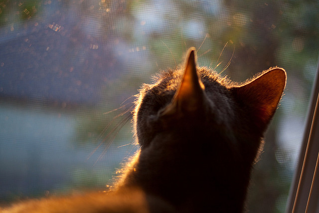 影响深远:裁判新规引发的争论与未来思考,裁判对运动员的影响