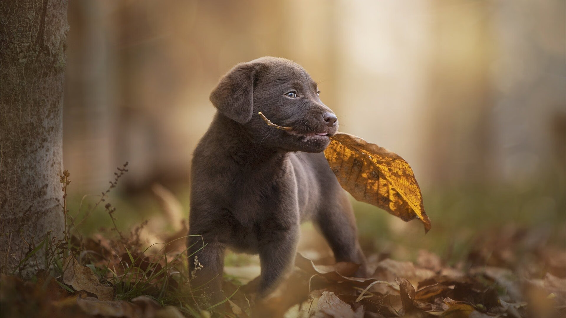 电子竞技迷你赛事：虚拟世界的真实较量，电子竞技游戏比赛
