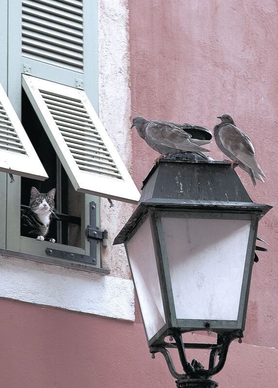 精彩任意球：本周五大经典进球集锦，任意球精彩进球瞬间