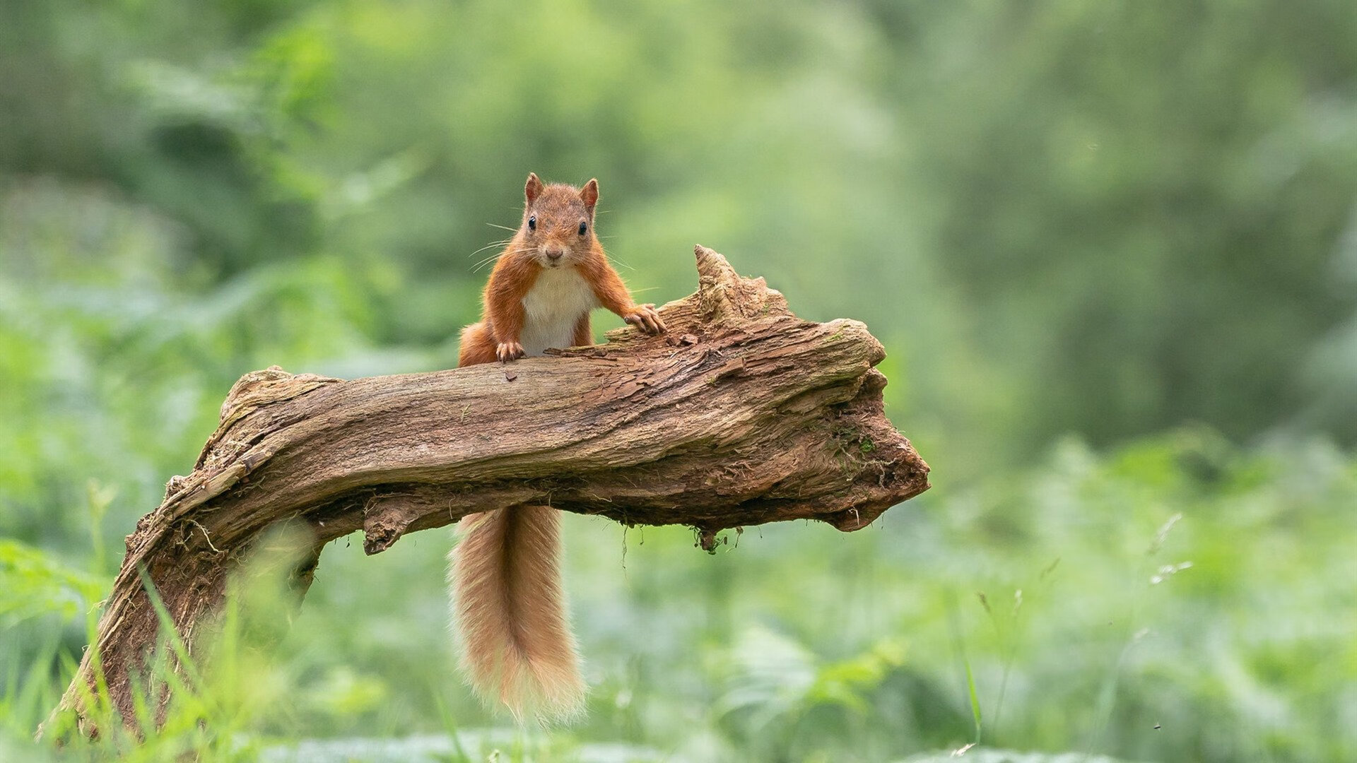荷兰女足在预选赛中遭遇德国绝杀，荷兰女足球