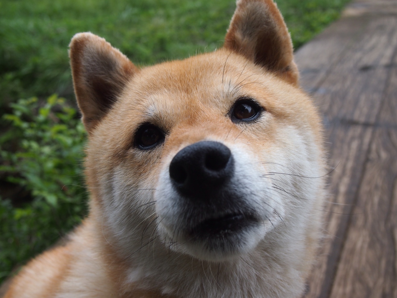 塞尔维亚队连胜跻身决赛！匈牙利队梦碎，塞尔维亚匈牙利人