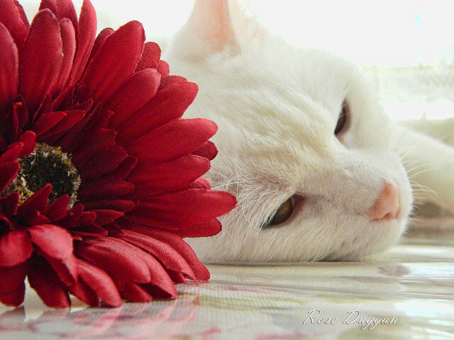 塞尔维亚雄起，瓦迪特敖尔率队进军淘汰，瓦西奇 塞尔维亚