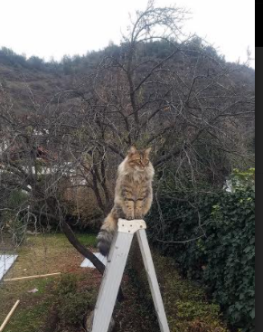 威斯布朗与桑德兰力争胜利,战术对决,维斯·布朗