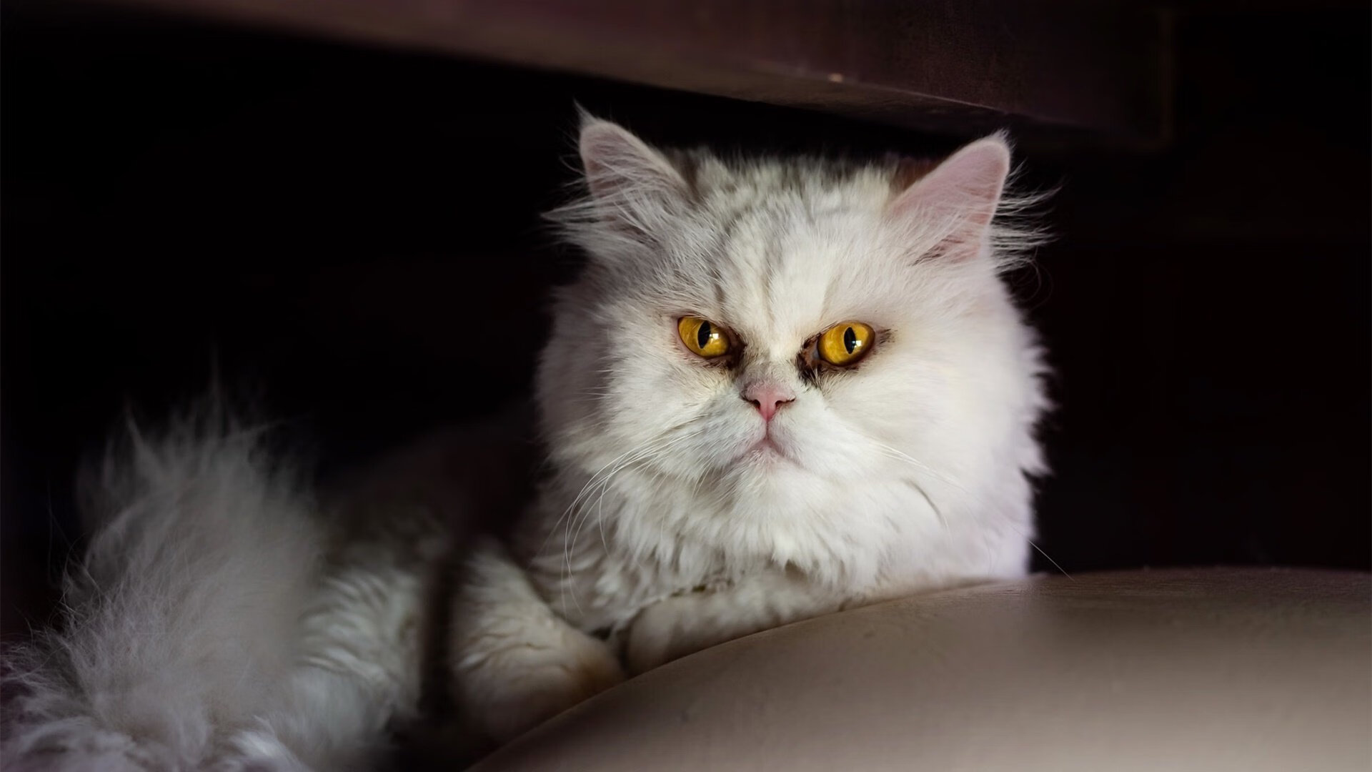 摩纳哥青年队获得胜利，展现实力，摩纳哥青年队获得胜利,展现实力的电影