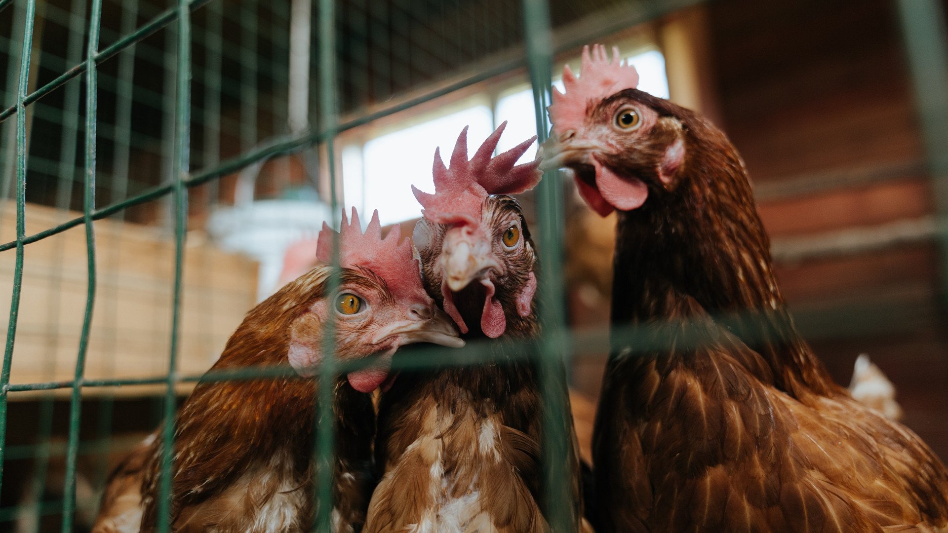 极限的挑战:比赛中出现了惊险一幕,挑战极限里面的演员