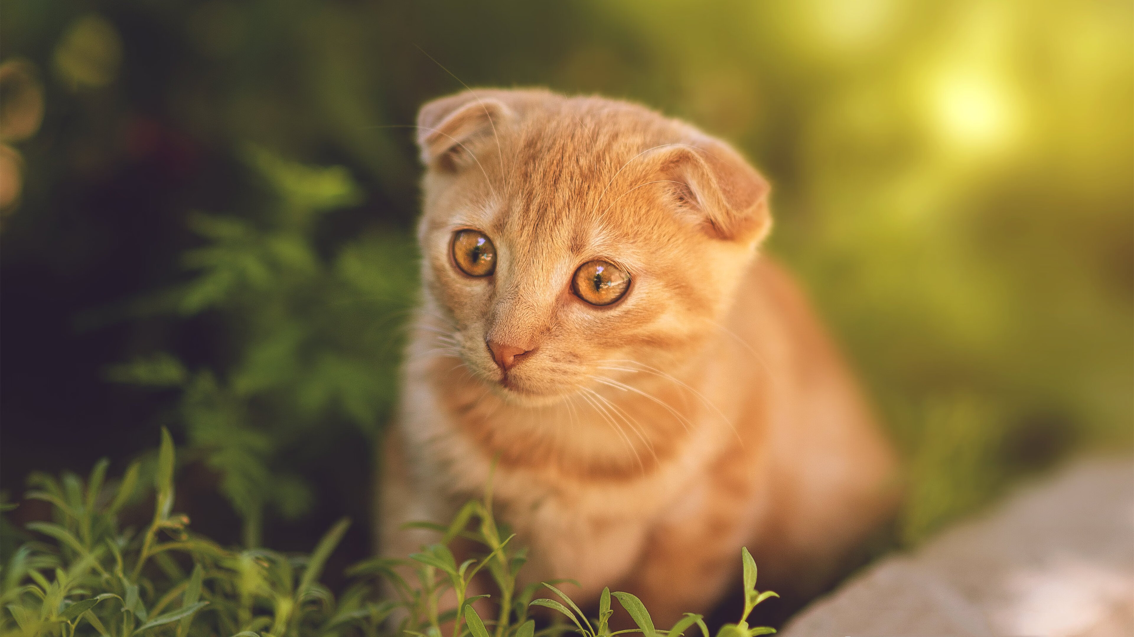 某队连败收官，球员反思总结经验！，球队连胜