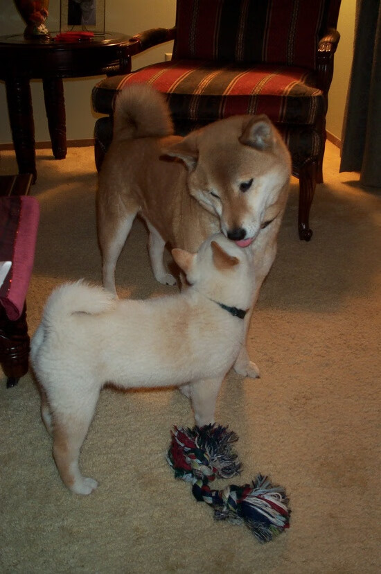 电竞游戏社区治理与玩家行为规范制定,电竞社管理制度