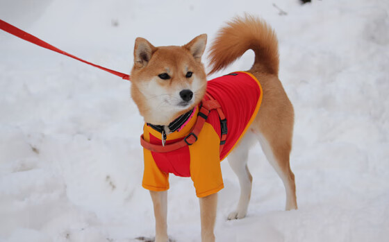 电竞游戏角色平衡调整对职业比赛策略的影响分析，角色平衡是什么意思