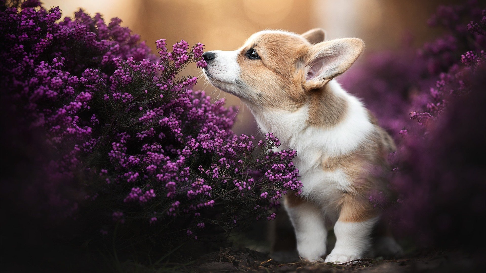 精彩赛事连连，球迷期待高潮迭起，足球高球
