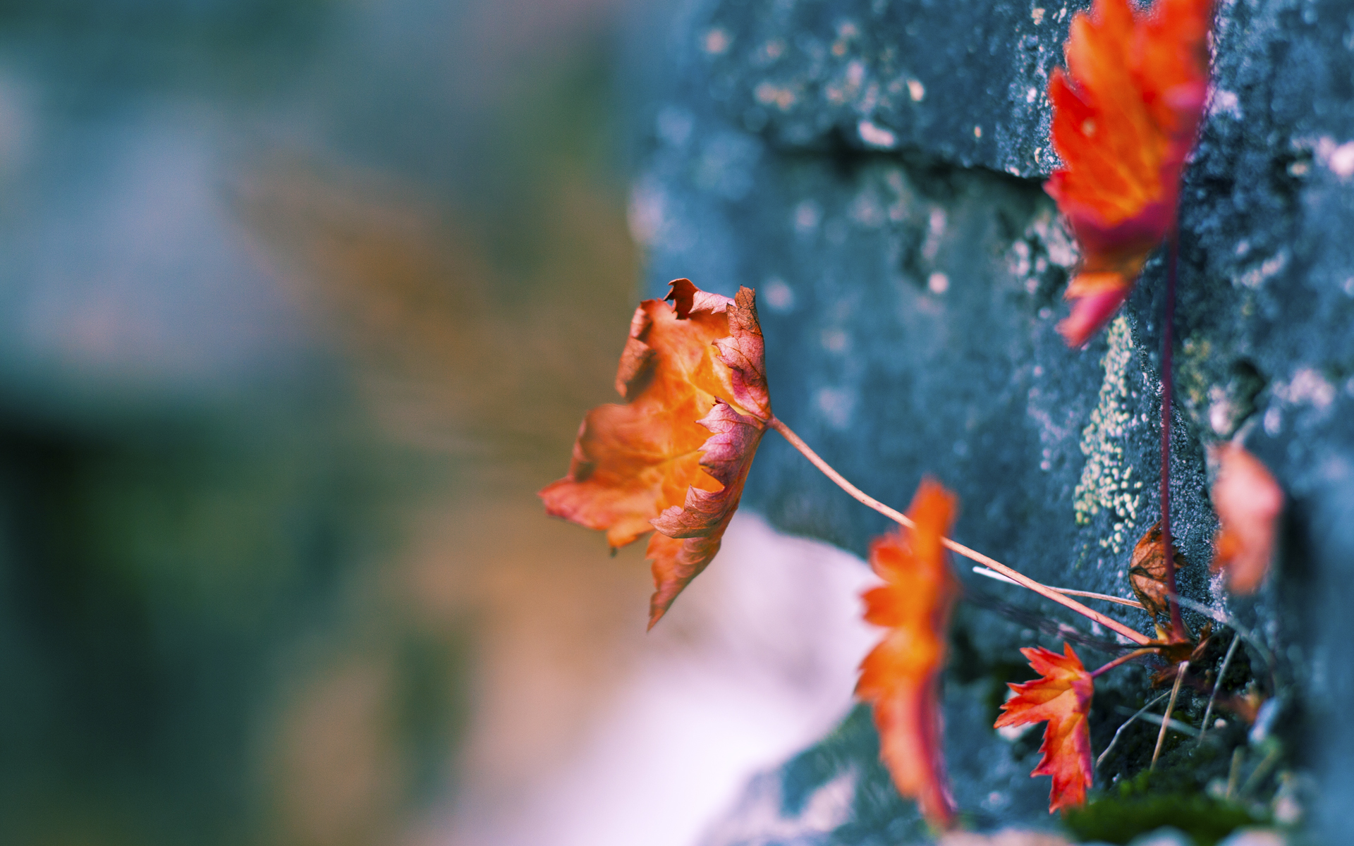 谁将笑到最后？欧洲足球冠军联赛半决赛胜者将逐鹿总决赛，欧洲杯半决赛成绩