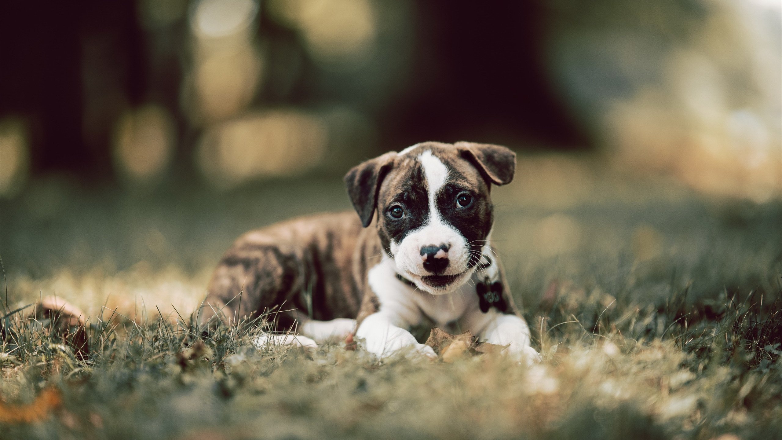 谁能够在激烈的欧洲足球竞技中脱颖而出？，欧洲顶尖足球