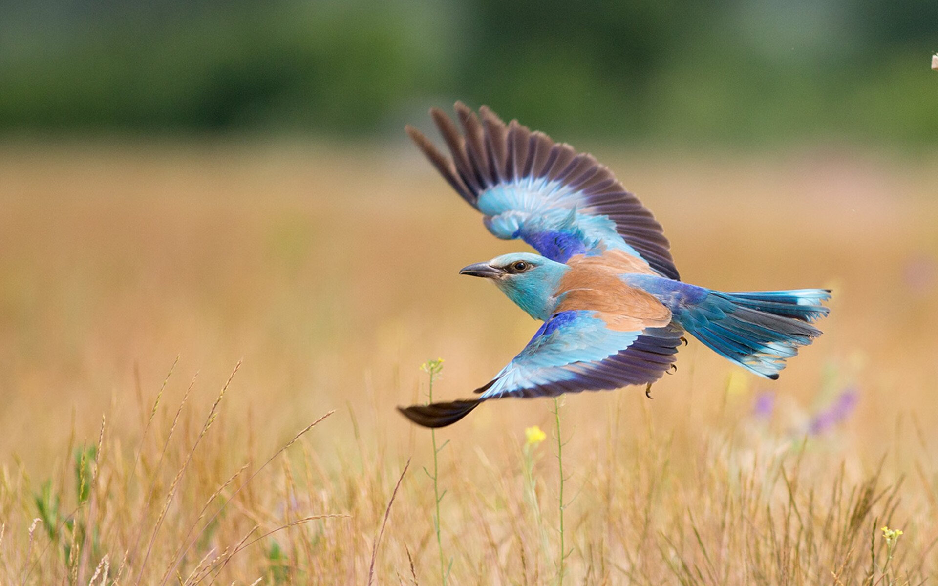 顶级对决！球队实力悬殊迎接激烈角逐，顶级球队队标