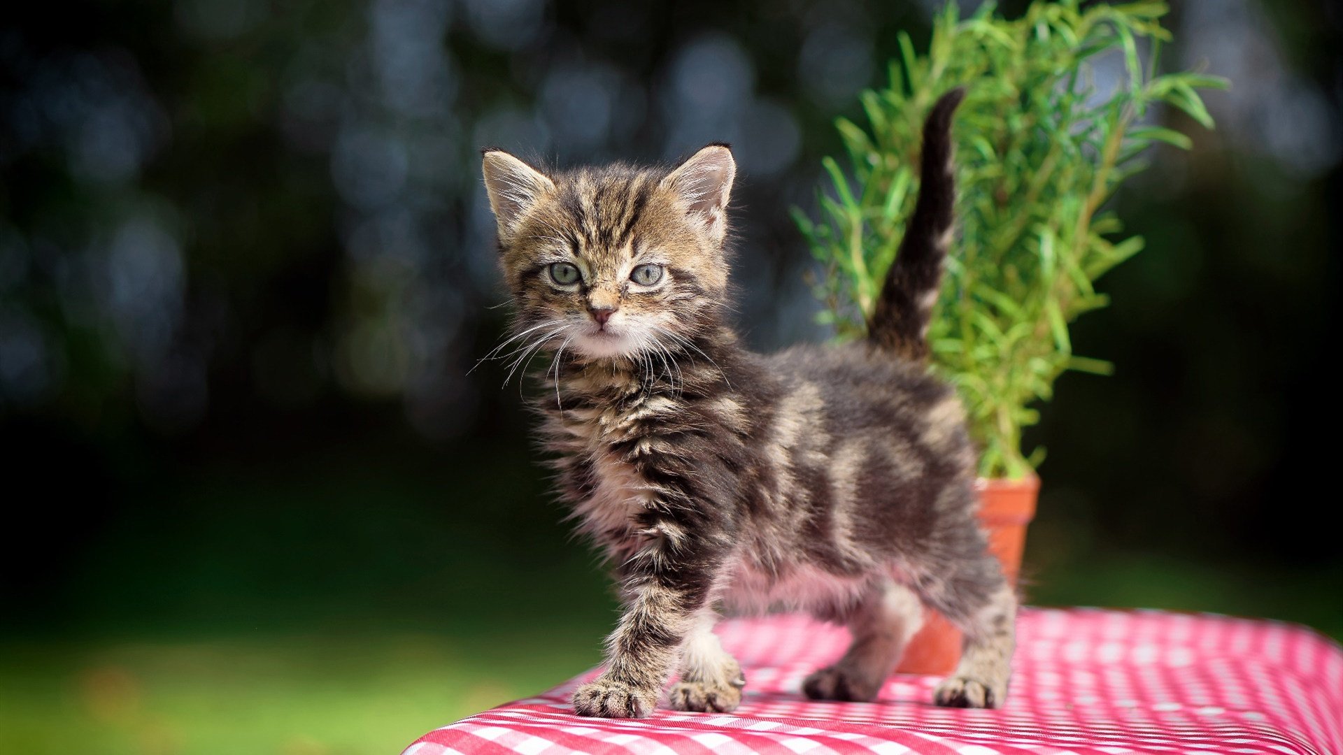 篮球专项技能训练课程体系优化与实践,篮球专项技能训练课程体系优化与实践研究