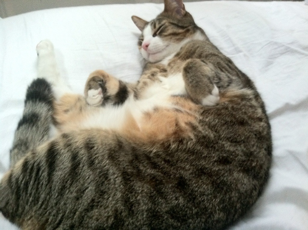 五大联赛快节奏转换是否压缩中场组织空间,五大联赛赛前分析