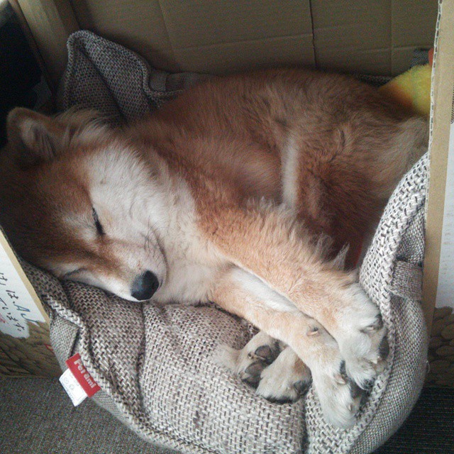 国际乒联混合团体世界杯:美国队的出色战术与技术突破,美国世界乒乓球锦标赛