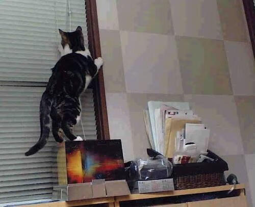 埃弗顿定位球成为破门重要手段，埃弗顿球场叫什么