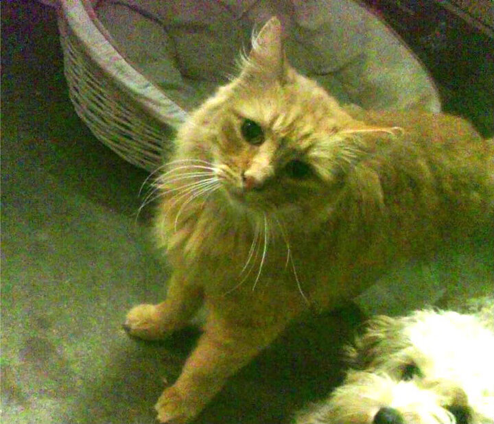 战队更换训练基地升级设备全面提升体验，战队训练赛怎么打