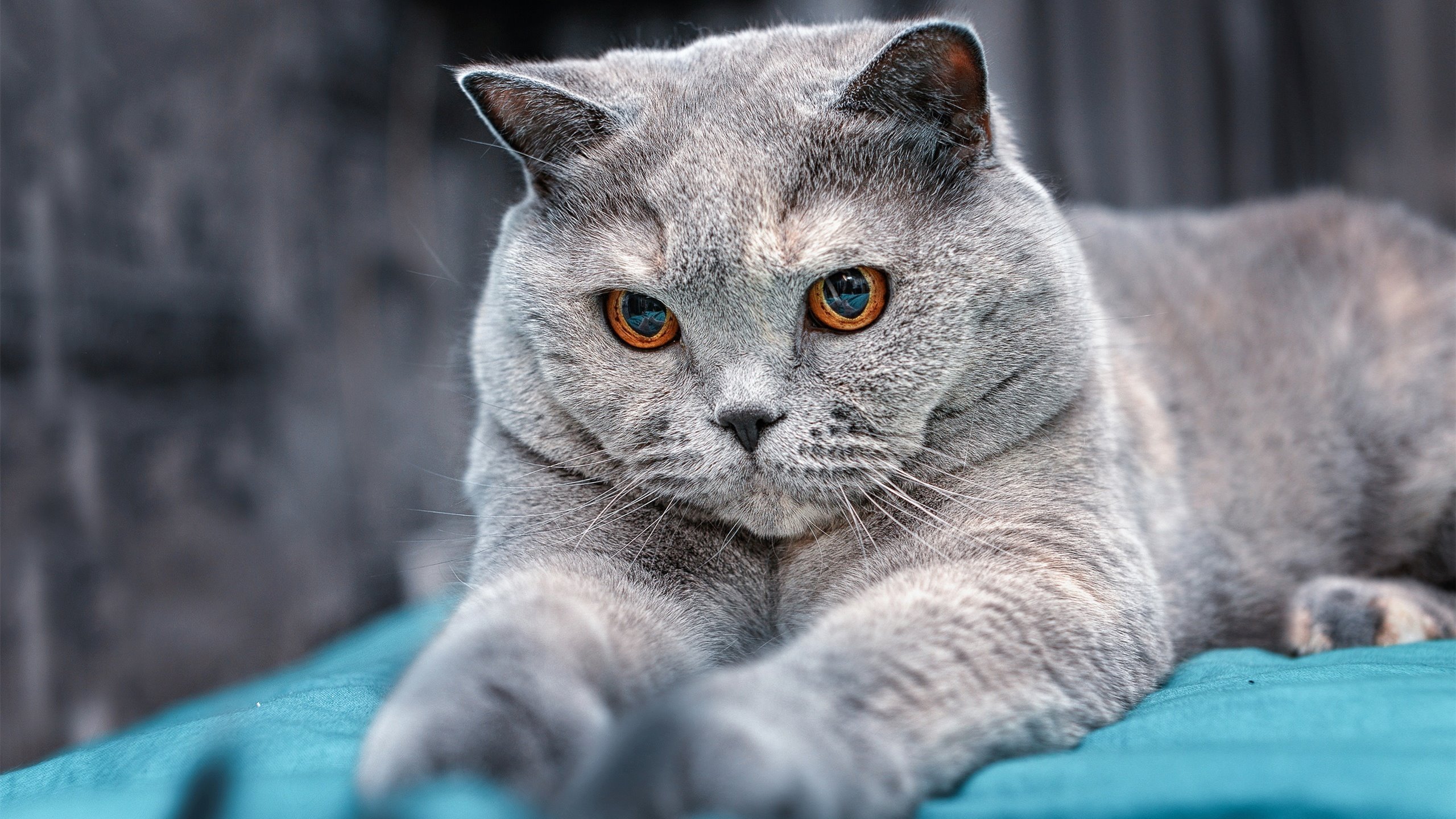 那不勒斯攻防节奏切换更加流畅，那不勒斯阵型图2020