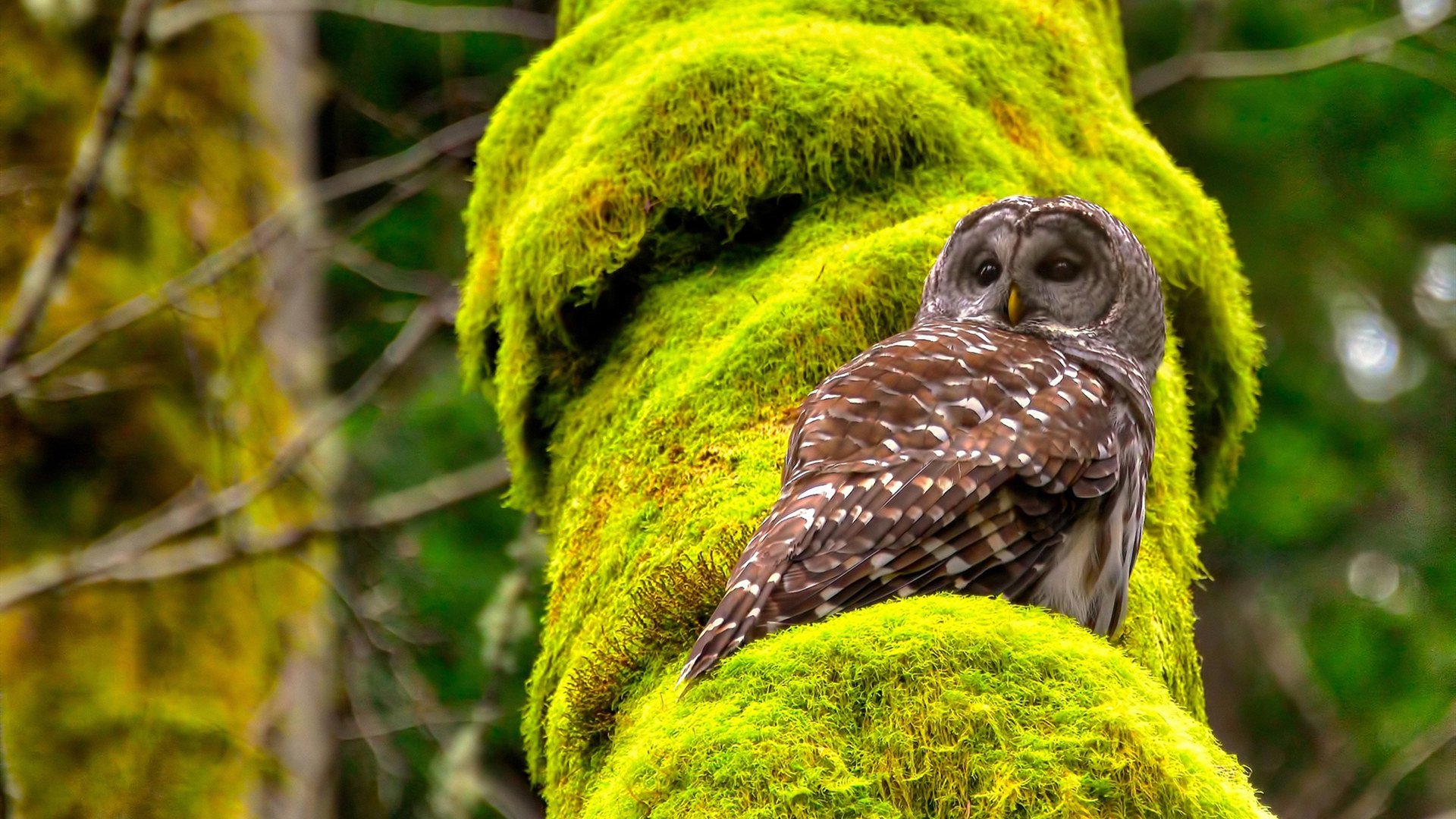 韩国乒乓队新星崛起,打破原有格局,韩国乒乓球阵容