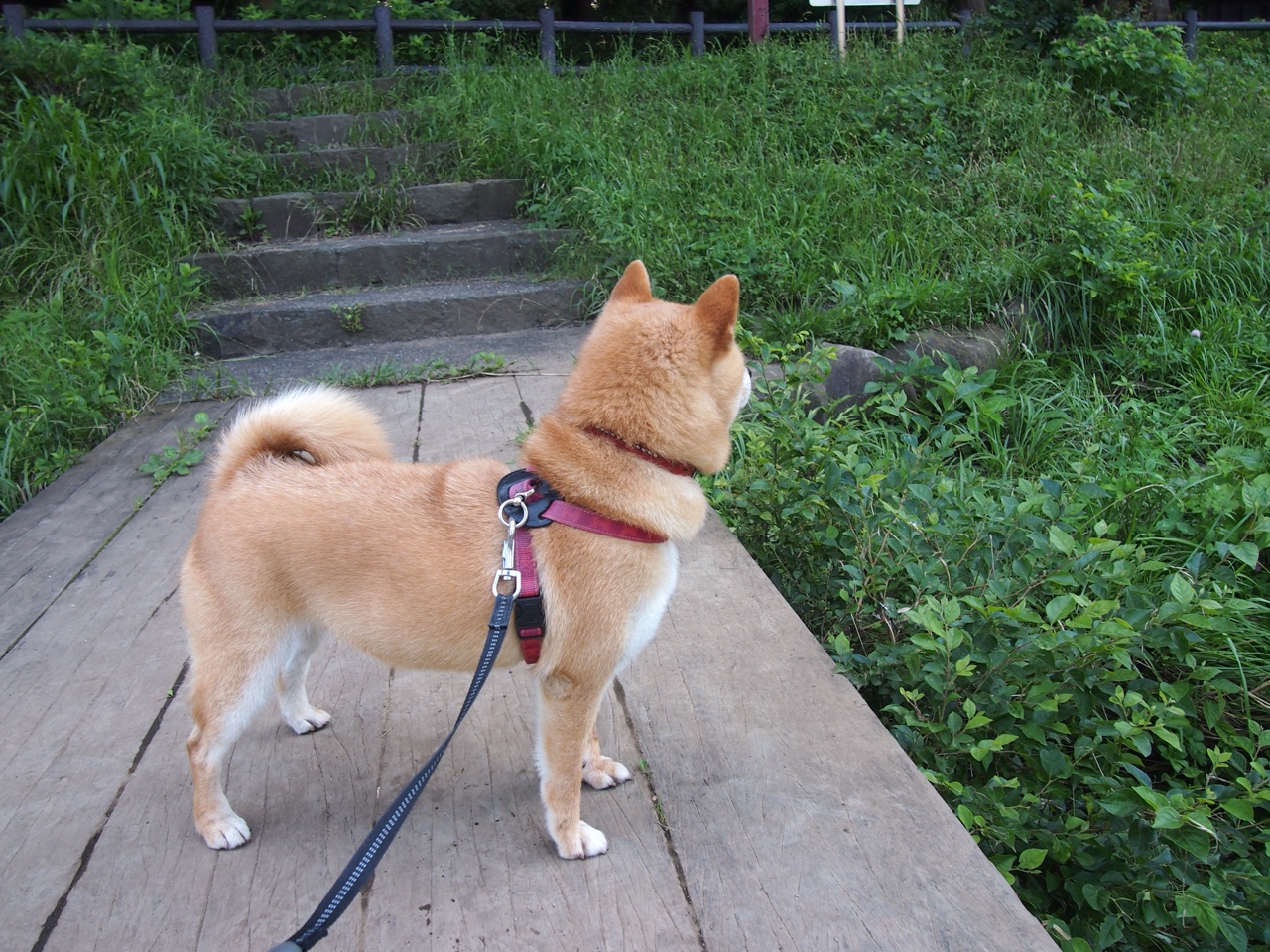 南非橄榄球队的阵容深度使其在全球赛场上具有优势,南非橄榄球队员