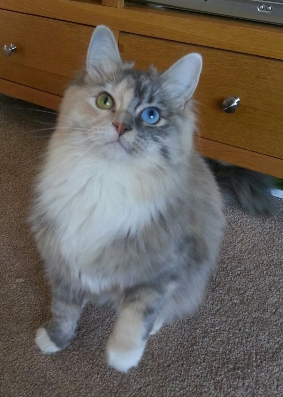 隆戈：面对世界顶尖防线的“恐怖破坏者”，横扫所有对手